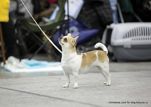 Чихуахуа на конкурсе собак в Москве. 